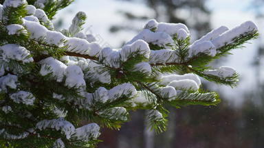 雪分支<strong>松柏</strong>科的树特写镜头冬天风景雪下降云杉